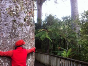 Hugging a 600 year old kauri tree