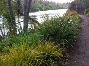 Waikato River Trail in Spring