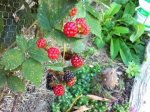 berries at rowan Cottage
