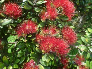 Flowering Pohotukawa