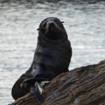 Seals in Queen Charlotte Sound