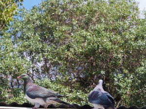 Kereru - wood pigeons