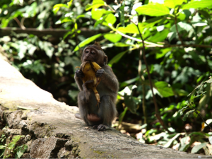 Bali Sacred Monkeys