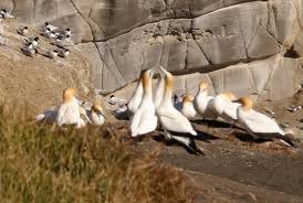 gannets doing their thing