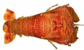 moreton bay bug