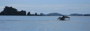 Dolphins play off Whangaruru Beachfront Campground