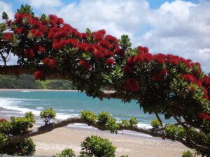 Red Pohutukawa blossoms at a Northland beach in summer - magic