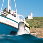 Monarch Cruise to see Albatross