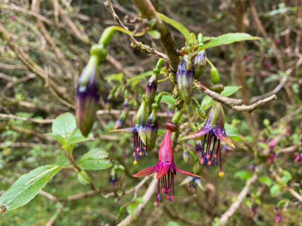 New Zealand Tree Fucshia flowering