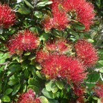 Flowering Pohotukawa